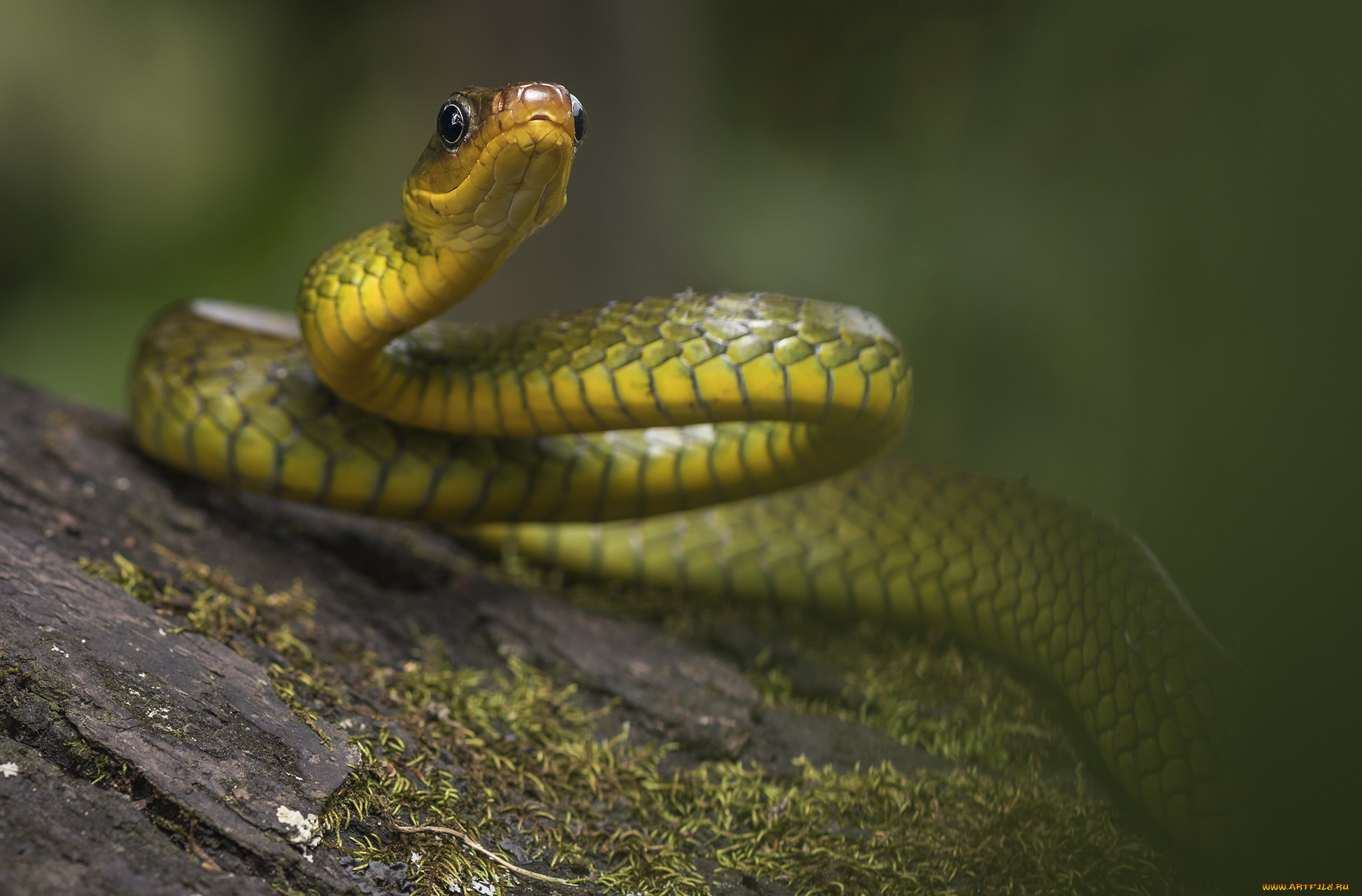 Змейка. Boiga guangxiensis. Змея. Красивые змеи. Змеи картинки.